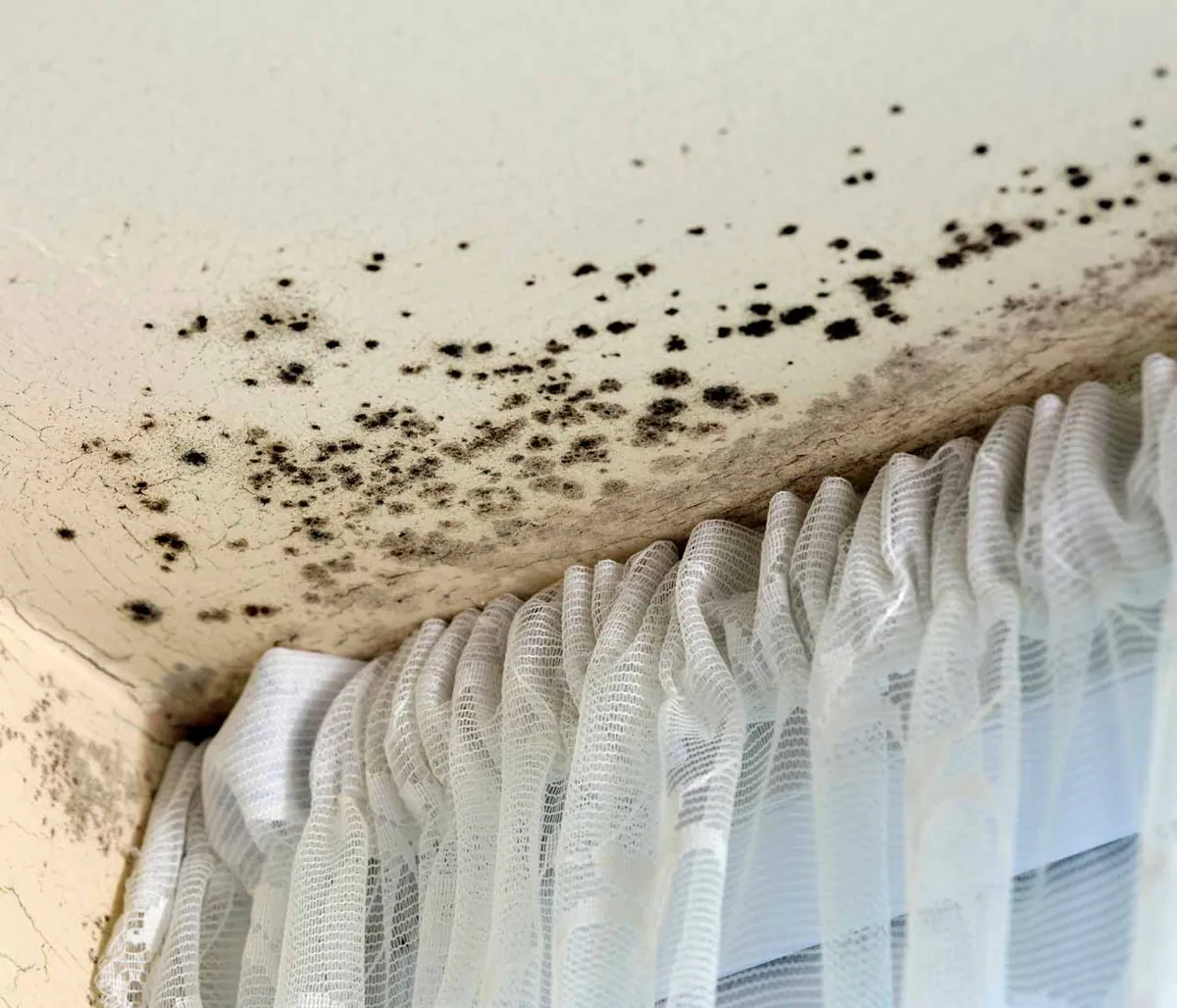 Mold Removal in Wolcott work by JP Maguire Associates in Connecticut